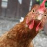 ChickenFace