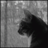 Predator.Cat