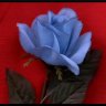 Bluerose5