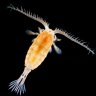 Calanus