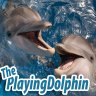 ThePlayingDolphin