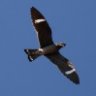 Night Hawk