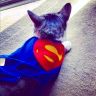 SuperKitty