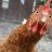 ChickenFace