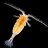 Calanus