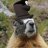 MagicMarmot